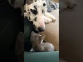 Great Dane Tries To Win Over A Tiny Kitten | The Dodo