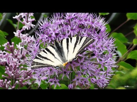 Peter NAGY & Vašo PATEJDL – Motýle zblízka