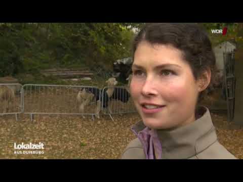 Wolfsdebatte - Keine Förderung für Alpakas