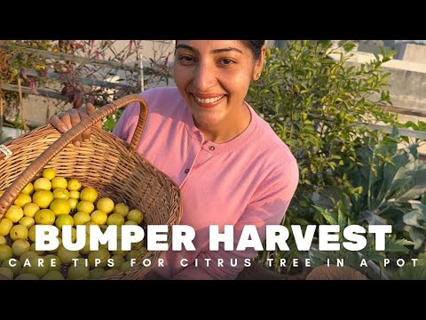 How to get your lemon tree to fruit ? Care and tips for growing lemon tree in a pot