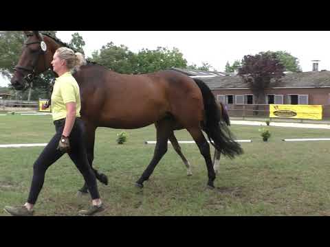 Sudweyher Fohlentermin 2020 - Kat.-Nr. 21