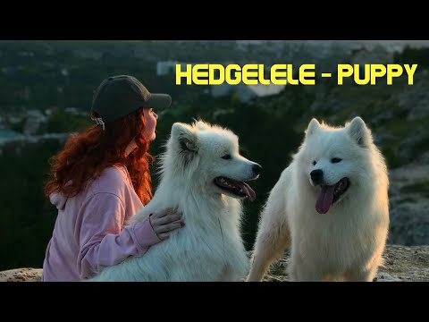 Hedgelele - Puppy (beat & prod. by ZKDH) MV