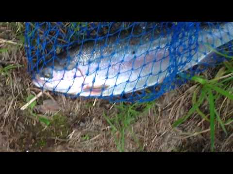 kalasaalis poikajoelta muhokselta vuonna 2013