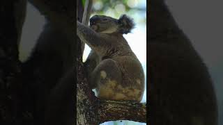 CARING FOR KOALAS EVERY DAY 🐨