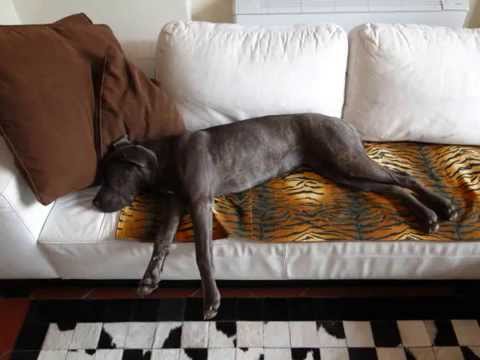 Dhara in "Vita da cani" atto II 6-12 mesi