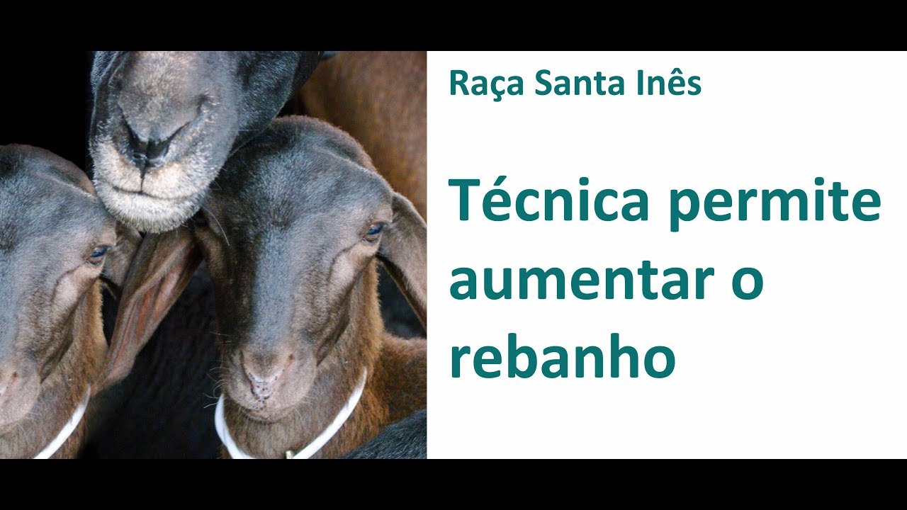 Tecnologia permite partos múltiplos em ovelhas Santa Inês