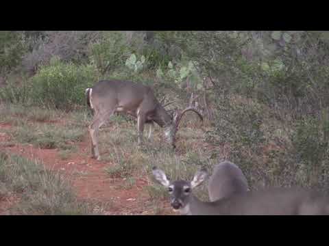 Big Mexico Buck - Conan