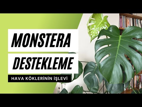 , title : 'Monstera deliciosa Hava Kökleri ve Destek Çubuğu🪴| Ev Yeşili'
