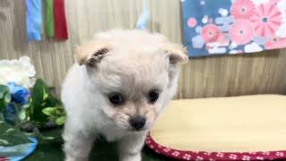 ハーフ犬の動画01