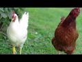 Classic - Miała baba koguta - Piosenki dla dzieci ...