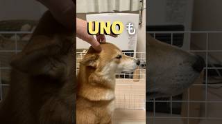 冬を満喫する柴犬 #犬 #柴犬との暮らし #犬のいる生活