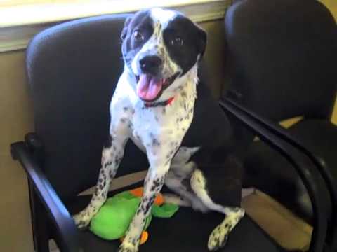 Milton, an adopted Boston Terrier & Pointer Mix in Conway, AR_image-1