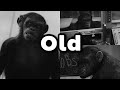 (Old) Koba screen time - Rise of The Planet Of The Apes