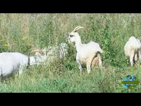 Domaća Oplemenjena Koza