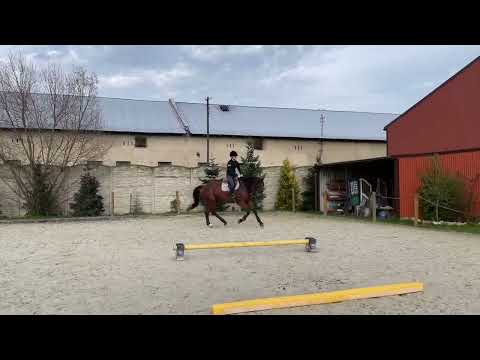 *SOLD* 6yo mare VIVANT vd Heffinck x CHACCO BLUE