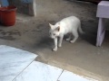 Dog Cat Fighting