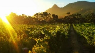 preview picture of video 'Steenberg Vineyards - Summer'