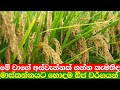 මෙවර මාස් කන්නයේ සූවිසාල වී අස්වැන්න�