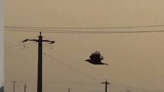 Mark Knopfler, Bluebird