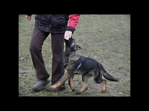 Cassiopea Yucero Bohemia - obedience - 4 months