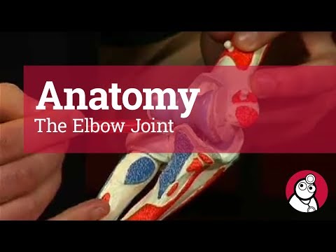 Anatomy: The Elbow Joint