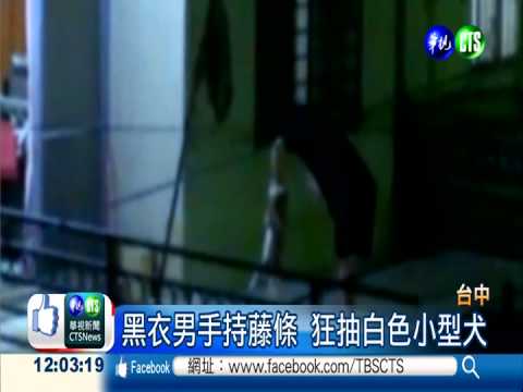 20秒鞭打13下! 狠心男狂抽小白狗