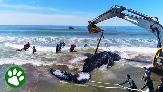 Gigantic Whale Lifted Into The Ocean