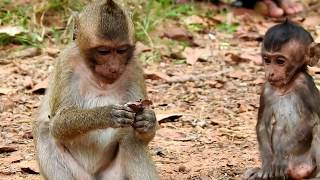 What monkey doing on Sweet Pea&#39;s penis? Dolly Monkey Holding Small Male Monkey Penis, WorldWide #18