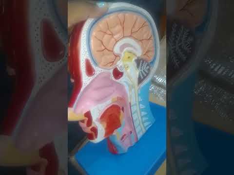 Half Head Model With Nerves & Vessels