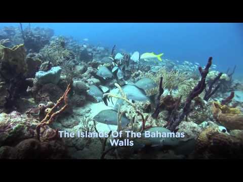 Dive the Walls of The Bahamas! Extended Edition!