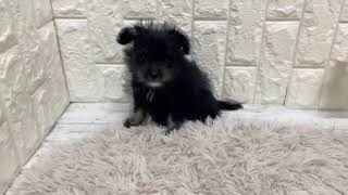 ハーフ犬の動画01