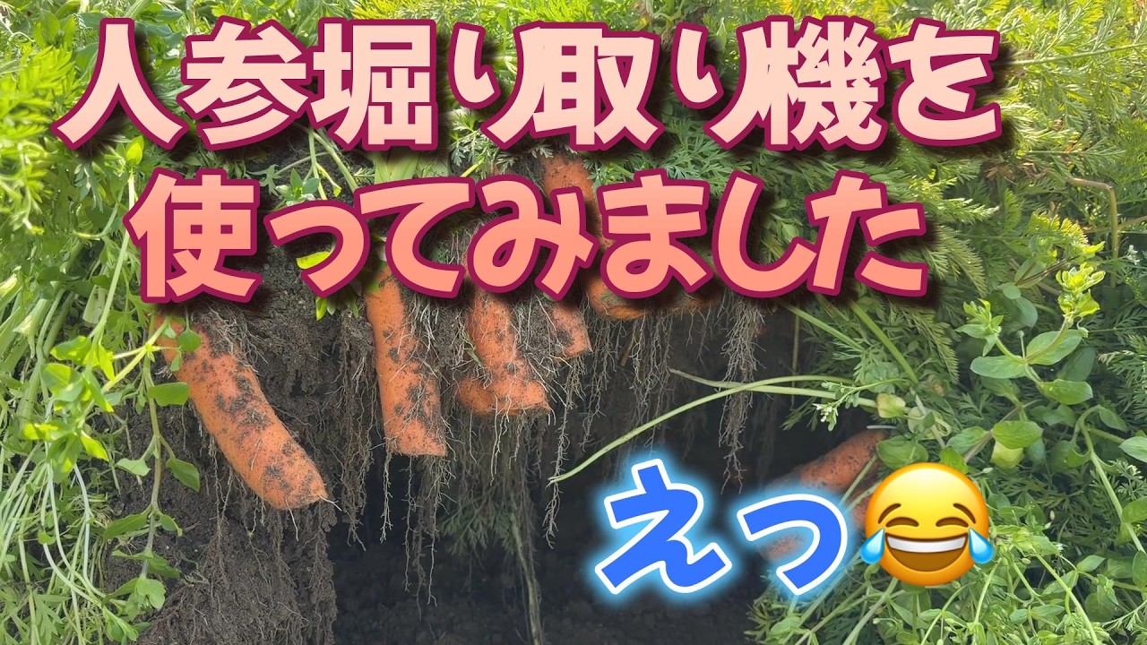 人参堀り取機　購入、すんごいことになりました。