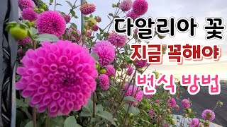 꽃중에 최고 예쁜 다알리아 번식 지금해야