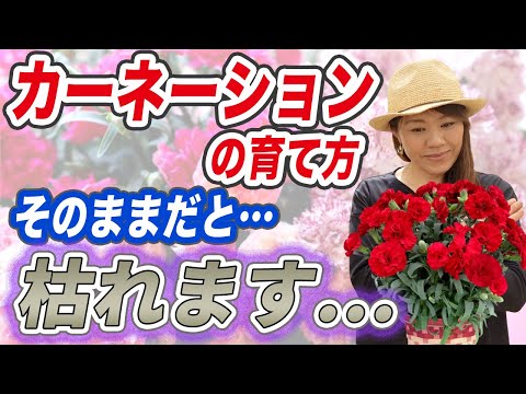 園芸 詩人のカーネーション