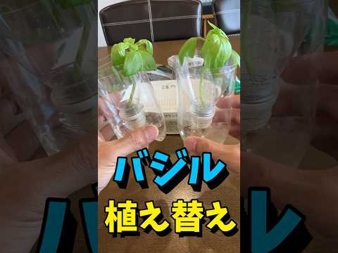 園芸 サラダやバジルの植物を移植するにはどうすればよいですか?