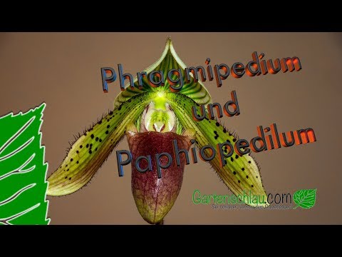 Von Frauenschuhen und Orchideen für Männer, Phragmipedium & Paphiopedilum - Alles über Orchideen #78