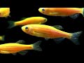 GloFish Fluorescent Fish
