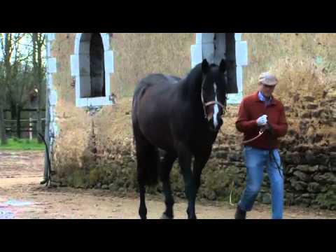 Maresca Sorrento Etalon