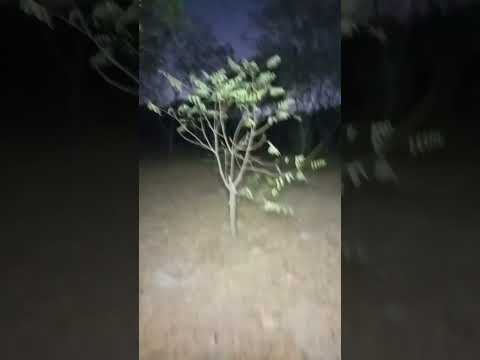 Highlight 30:29 - 35:29 from Haunted Jungle is terrifying! 🌳👻 Shadows move, and ghosts roam in the m