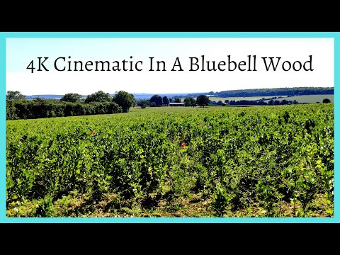 4K Cinematic in a Bluebell wood