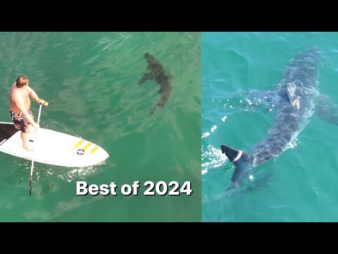 Best Great White Shark Drone Footage of 2024! (Narrated Version)