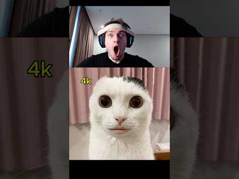 Cat memes from 144p to 4K 🙀