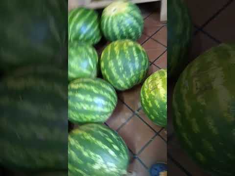 todo disponible! ubicación:argentina chaco makalle calle:lopes y planes