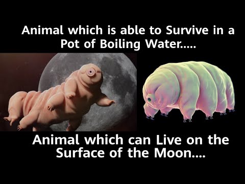 Meet the👉 TARDIGRADE the toughest Animal on earth 🌍.