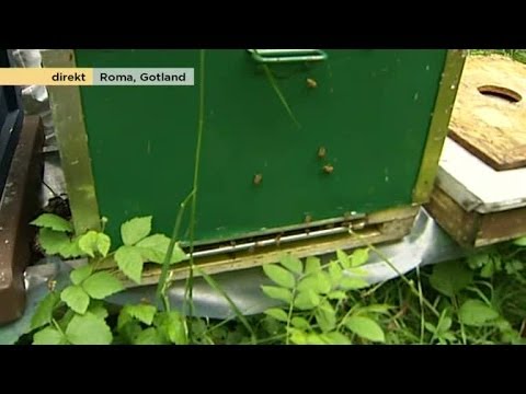 Svensk biodling är på stark frammarsch - Nyhetsmorgon (TV4)