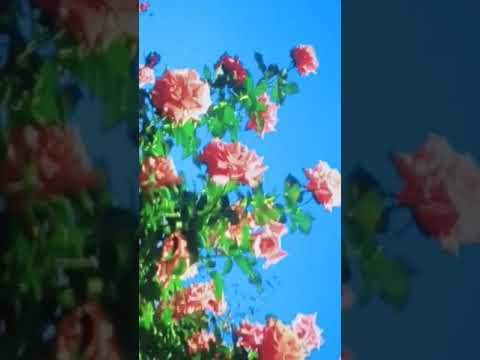 ##150##Kasim de gulab##