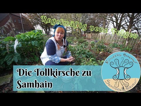 Die Tollkirsche zu Samhain