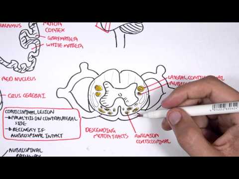 Neurology - Motor Pathways