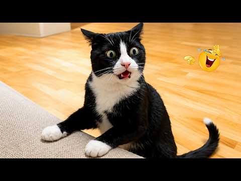 Impossible Not to Laugh 🤣😹 Funniest Cat Clips 2026