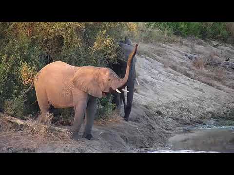 Djuma: Elephant herd with two wee ones - 16:49 - 05/10/21
